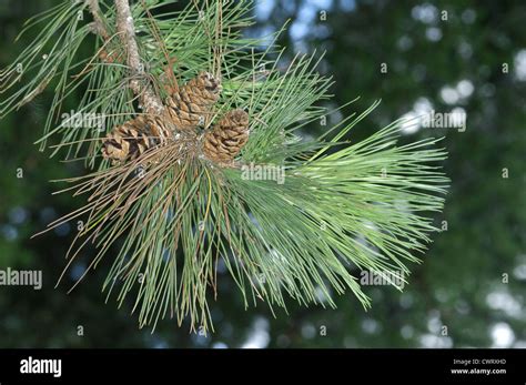 Pinus Resinosa - Rote Kiefer, Norwegen-Kiefer